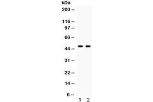 Western blot testing of human 1) HeLa and 2) COLO320 cell lysate with JNK2 antibody. (JNK2 (Alpha/beta) anticorps)