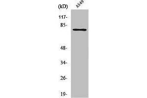 Western Blot analysis of NIH-3T3 cells using PFK-B Polyclonal Antibody
