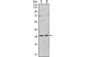 Western Blot showing PPP1A antibody used against Hela (1) and NIH/3T3 (2) cell lysate.