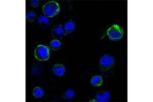 Confocal immunofluorescence analysis of HEK293 cells trasfected with extracellular ROR1 (aa30-406)-hIgGFc using ROR1 mouse mAb (green).