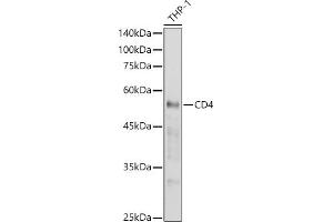 Western blot analysis of extracts of THP-1 cells, using CD4 antibody (ABIN6134777, ABIN6138187, ABIN6138189 and ABIN6213821) at 1:1000 dilution.