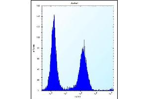 KRT1 Antibody (C-term) (ABIN656288 and ABIN2845597) flow cytometric analysis of Jurkat cells (right histogram) compared to a negative control cell (left histogram). (KRTAP25-1 anticorps  (C-Term))