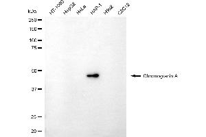Western blotting analysis using chromogranin A antibody (ABIN7798072). (Chromogranin A anticorps)