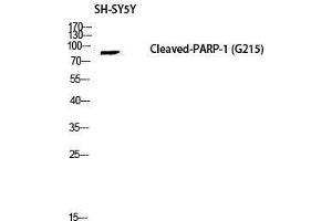 Western Blot (WB) analysis of SH-SY5Y lysis using Cleaved-PARP-1 (D214) antibody.