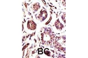 Immunohistochemistry (IHC) image for anti-Ubiquitin Protein Ligase E3A (ube3a) antibody (ABIN3001484) (ube3a anticorps)