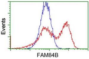 HEK293T cells transfected with either RC207996 overexpress plasmid (Red) or empty vector control plasmid (Blue) were immunostained by anti-FAM84B antibody (ABIN2453038), and then analyzed by flow cytometry. (FAM84B anticorps)