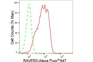 Flow cytometric analysis of RAVER2 expression in HeLa cells using RAVER2 antibody (ABIN7800211), 1:2,000). (Recombinant RAVER2 anticorps)