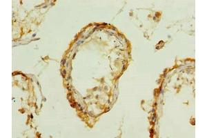 Immunohistochemistry of paraffin-embedded human testis tissue using ABIN7165279 at dilution of 1:100