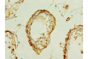 Immunohistochemistry of paraffin-embedded human testis tissue using ABIN7165279 at dilution of 1:100 (PDIA5 anticorps  (AA 22-262))