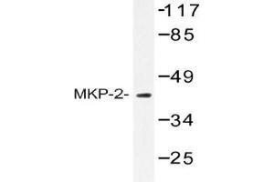 Western blot (WB) analysis of MKP-2 antibody in extracts from RAW264.