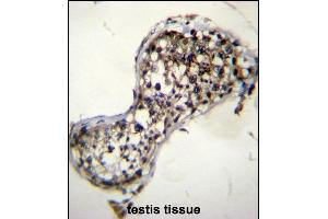 SQLE Antibody (N-term) (ABIN656555 and ABIN2845817) immunohistochemistry analysis in formalin fixed and paraffin embedded human testis tissue followed by peroxidase conjugation of the secondary antibody and DAB staining.
