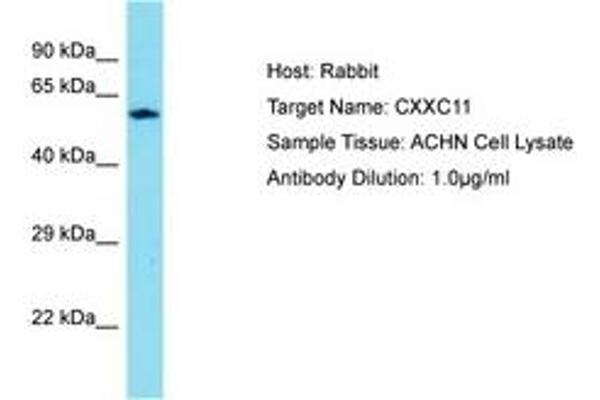 CXXC11 Antikörper  (AA 434-483)