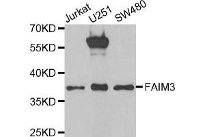 Western Blotting (WB) image for anti-Fas Apoptotic Inhibitory Molecule 3 (FAIM3) antibody (ABIN1980336) (FAIM3 anticorps)