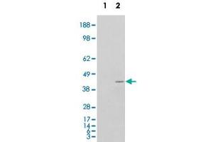 293 overexpressing NCF4 and probed with NCF4 polyclonal antibody  (mock transfection in first lane), tested by Origene. (NCF4 anticorps)