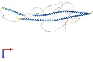 AlphaFold protein structure predicition of Human Recombinant KRT2 Protein, UniprotID P35908