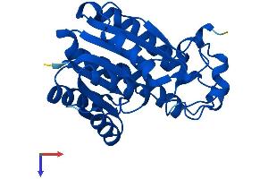 AlphaFold protein structure predicition of Mouse Recombinant Cbr4 Protein, UniprotID Q91VT4