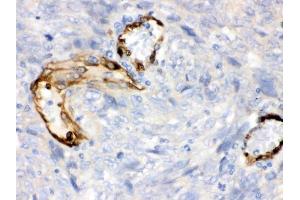 IHC analysis of IDO1 using anti-IDO1 antibody (ABIN3043857). (IDO1 anticorps  (N-Term))