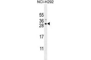 Western blot analysis in NCI-H292 cell line lysates (35ug/lane) using AP53997PU-N Antibody (N-term). (SPACA5B anticorps  (N-Term))