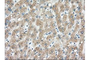 Immunohistochemical staining of paraffin-embedded pancreas tissue using anti-H6PD mouse monoclonal antibody.