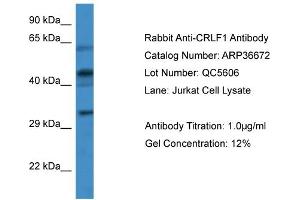 WB Suggested Anti-CRLF1 Antibody   Titration: 1. (CRLF1 anticorps  (Middle Region))