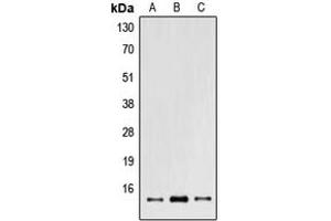 Western blot analysis of POLR2I expression in A549 (A), NIH3T3 (B), PC12 (C) whole cell lysates. (POLR2I anticorps  (Center))