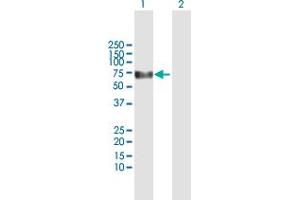 Western Blot analysis of KLHDC4 expression in transfected 293T cell line by KLHDC4 MaxPab polyclonal antibody. (KLHDC4 anticorps  (AA 1-520))