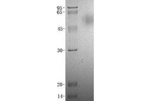 Validation with Western Blot