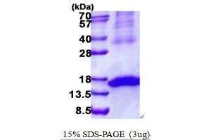 Image no. 1 for Killer Cell Lectin-Like Receptor Subfamily K, Member 1 (KLRK1) protein (His tag) (ABIN1098706)