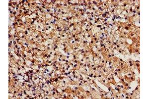 Immunohistochemistry analysis of human adrenal gland tissue using ABIN7171654 at dilution of 1:100 (TBC1D4 anticorps  (AA 1-94))