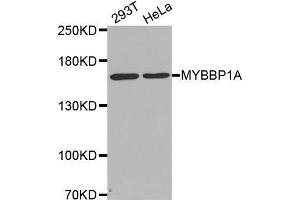 Western blot analysis of extracts of various cell lines, using MYBBP1A antibody. (MYBBP1A anticorps  (AA 1104-1328))