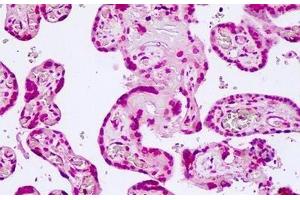Anti-TCF7L2 antibody IHC of human placenta. (TCF7L2 anticorps  (N-Term))