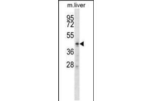 Western blot analysis in mouse liver tissue lysates (35ug/lane). (ZDHHC6 anticorps  (C-Term))