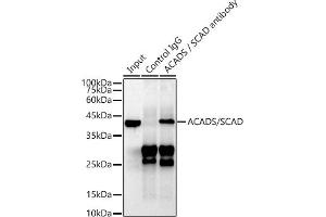 Immunoprecipitation analysis of 600 μg extracts of Mouse liver cells using 3 μg ACADS / SCAD antibody (ABIN7265419). (ACADS anticorps)