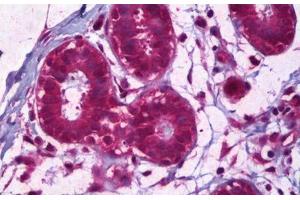 Anti-IL-8 antibody IHC staining of human breast, epithelium. (IL-8 anticorps)