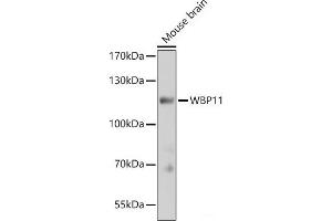 Western blot analysis of extracts of Mouse brain using WBP11 Polyclonal Antibody at dilution of 1:3000.
