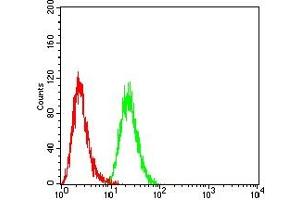 Immunohistochemical analysis of paraffin-embedded Hela tissues using SETD7 mouse mAb with DAB staining.