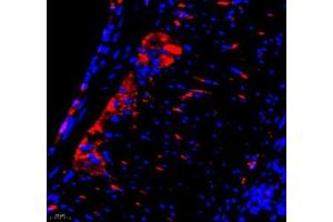 Immunofluorescence of paraffin embedded mouse colon using Annexin-A8 (ABIN7073071) at dilution of 1: 3866 (400x lens) (Annexin VIII anticorps)
