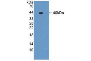 Figure. (WNK1 anticorps  (AA 1954-2231))