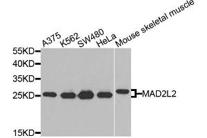 Western blot analysis of extracts of various cells, using MAD2L2 antibody. (MAD2L2 anticorps)