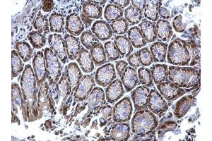 IHC-P Image hnRNP K antibody detects hnRNP K protein at nucleus on mouse colon by immunohistochemical analysis.