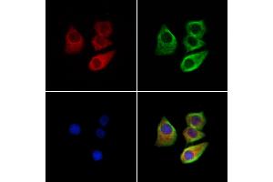 ABIN7094449 and ABIN7098497 staining Hela cells by IF/ICC. (CHRNA7 anticorps  (N-Term))
