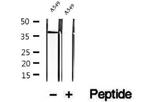 Western blot analysis of extracts of A549 cells, using STBD1 antibody. (STBD1 anticorps  (N-Term))