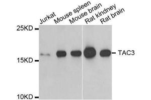 Western blot analysis of extracts of various cell lines, using TAC3 antibody. (Tachykinin 3 anticorps  (AA 1-121))