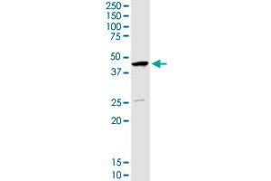 SERPINB1 MaxPab rabbit polyclonal antibody.