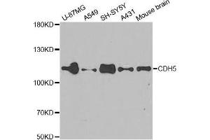 Western Blotting (WB) image for anti-Cadherin 5 (CDH5) (AA 259-358) antibody (ABIN3015299) (Cadherin 5 anticorps  (AA 259-358))
