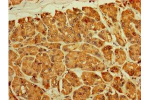 IHC image of ABIN7142736 diluted at 1:250 and staining in paraffin-embedded human pancreatic tissue performed on a Leica BondTM system.