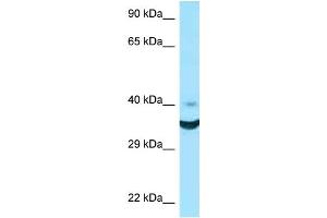 WB Suggested Anti-NCR1 Antibody Titration: 1. (NCR1 anticorps  (N-Term))