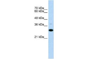 WB Suggested Anti-CD40 Antibody Titration:  0. (CD40 anticorps  (N-Term))