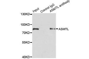 Immunoprecipitation analysis of 200ug extracts of SW620 cells using 1ug ASMTL antibody. (ASMTL anticorps  (AA 1-290))