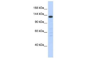 SF3B3 antibody used at 1 ug/ml to detect target protein. (SF3B3 anticorps  (Middle Region))